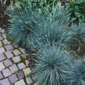 Blue Fescue Grass Live Plants - Pack of 2 Ornamental Grass Seedlings Perennial