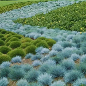 Blue Fescue Grass Seedlings 5-9 Inch Ornamental Live Grass Plant Perennial Lawn