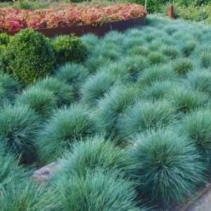 Blue Fescue Grass Seedlings 5-9 Inch Ornamental Live Grass Plant Perennial Lawn