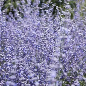 Blue Russian Sage Live Plants - Pack of 2 Salvia Shrubs for Summer Blooms