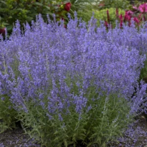 Blue Russian Sage Live Plants - Pack of 2 Salvia Shrubs for Summer Blooms