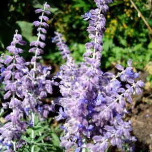 Blue Russian Sage Live Plants - Pack of 2 Salvia Shrubs for Summer Blooms