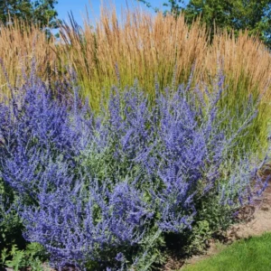 Blue Russian Sage Live Plants - Pack of 2 Salvia Shrubs for Summer Blooms