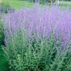 Blue Russian Sage Salvia Plants Combo - Live Plants Zone 4-9 Outdoor Planting