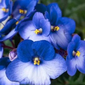 Blue White African Violet