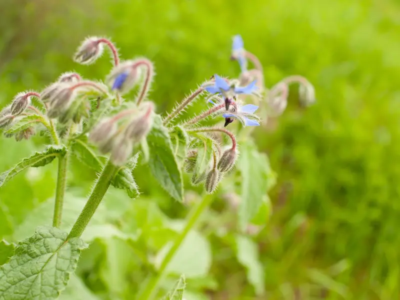 Borage (Borago officinalis)