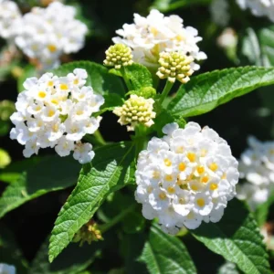 Buttercup Lantana Live Plants - 4 Inch Pot - Outdoor Planting - Fragrant Flowers