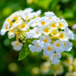 Buttercup Lantana Live Plants - 4 Inch Pot - Outdoor Planting - Fragrant Flowers