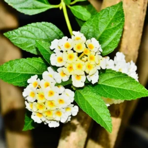 Buttercup Lantana Live Plants - 4 Inch Pot - Outdoor Planting - Fragrant Flowers