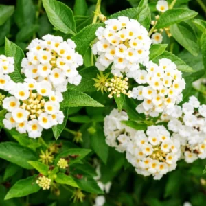 Buttercup Lantana Live Plants - 4 Inch Pot - Outdoor Planting - Fragrant Flowers