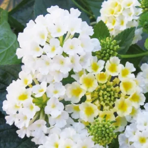 Buttercup Lantana Live Plants - 4 Inch Pot - Outdoor Planting - Fragrant Flowers