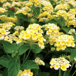 Buttercup Lantana Live Plants - 4 Inch Pot Perennial Flowers Starter Plant