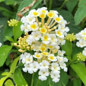 Buttercup Lantana Live Plants - 4 Inch Pot Perennial Flowers Starter Plant