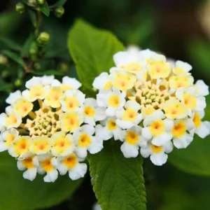 Buttercup Lantana Live Plants - 4 Inch Pot Perennial Flowers Starter Plant