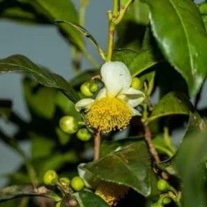 Camellia Sinensis Tea Plant - 2 Live Plants, 4-6 Inches - Grow Your Own Tea