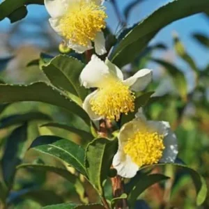 Camellia Sinensis Tea Plant - 2 Live Plants, 4-6 Inches - Grow Your Own Tea