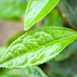 Camellia Sinensis Tea Plant - 2 Live Tea Tree Plants - 4-7 Inches - Indoor Gardening