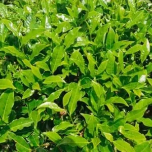 Camellia Sinensis Tea Plant - 2 Live Tea Tree Plants - 4-7 Inches - Indoor Gardening