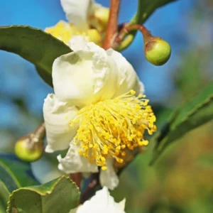 Camellia Sinensis Tea Tree Plant - Live Plant for Indoor Gardening 3-5 Inches