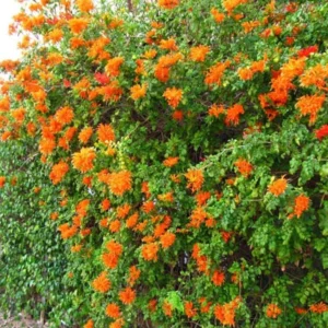 Cape Honeysuckle Plants Live Set - 3 Pack Orange Red Vine Honeysuckle Bushes