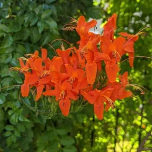 Cape Honeysuckle Plants Live Set - 3 Pack Orange Red Vine Honeysuckle Bushes