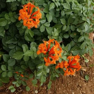 Cape Honeysuckle Plants Live Set - 3 Pack Orange Red Vine Honeysuckle Bushes