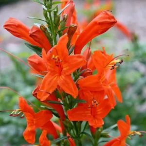 Cape Honeysuckle Plants Live Set - 3 Pack Orange Red Vine Honeysuckle Bushes