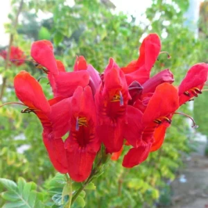 Cape Honeysuckle Plants Live Set - Red Honeysuckle Vines 4-8 Inch - Bush for Planting