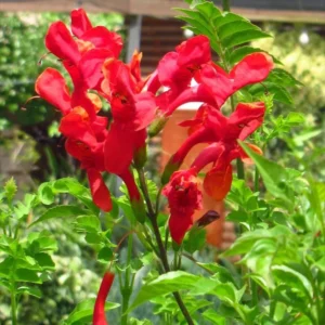 Cape Honeysuckle Plants Live Set - Red Honeysuckle Vines 4-8 Inch - Bush for Planting