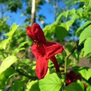 Cape Honeysuckle Plants Live Set - Red Honeysuckle Vines 4-8 Inch - Bush for Planting