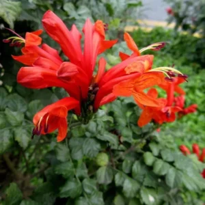 Cape Honeysuckle Plants Live Set - Red Honeysuckle Vines 4-8 Inch - Bush for Planting