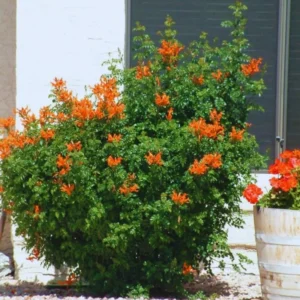 Cape Honeysuckle Plants Set - Live Orange Red Honeysuckle Vines 4-8 Inches