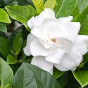 Cape Jasmine Plant Live Set - Indoor Gardenia Blooming Jasmine Plants