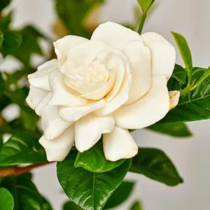 Cape Jasmine Plant Live Set - Indoor Gardenia Blooming Jasmine Plants