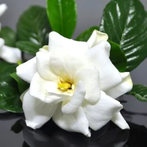 Cape Jasmine Plant Live Set - Indoor Gardenia Blooming Jasmine Plants