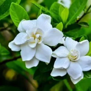 Cape Jasmine Plant Live Set - Indoor Gardenia Blooming Jasmine Plants