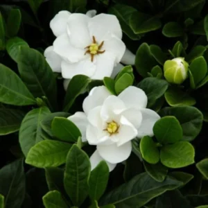 Cape Jasmine Plant Live Set - Indoor Gardenia Blooming Jasmine Plants