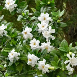 Cape Jasmine Plants - 2 Live Gardenia Plants - 4-6 Inch - Blooming Indoor Outdoor Jasmine