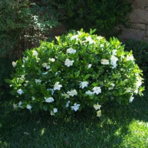 Cape Jasmine Plants - 2 Live Gardenia Plants - 4-6 Inch - Blooming Indoor Outdoor Jasmine