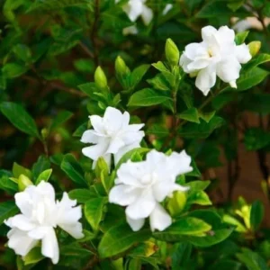 Cape Jasmine Plants - 2 Live Gardenia Plants - 4-6 Inch - Blooming Indoor Outdoor Jasmine