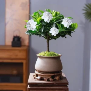 Cape Jasmine Plants - 2 Live Gardenia Plants - 4-6 Inch Indoor Blooming Jasmine Plant