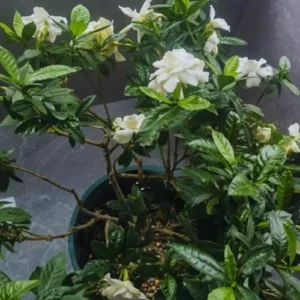 Cape Jasmine Plants - 2 Live Gardenia Plants - 4-6 Inch Indoor Blooming Jasmine Plant