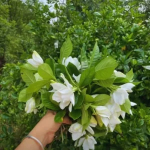 Cape Jasmine Plants - 2 Live Gardenia Plants - 4-6 Inch Indoor Blooming Jasmine Plant