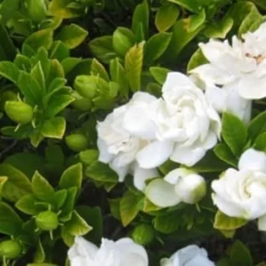 Cape Jasmine Plants Live - 2 Frost Proof Gardenia Plants - 3-6 Inch Tall - Gardenia Plant Pot