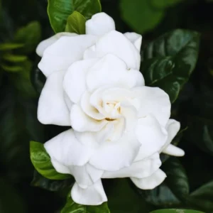 Cape Jasmine Plants Live - 2 Frost Proof Gardenia Plants - 3-6 Inch Tall - Gardenia Plant Pot