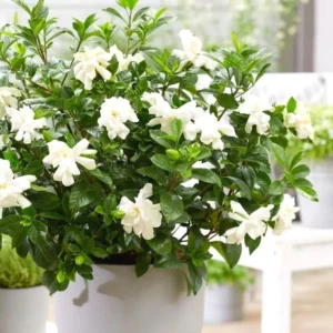 Cape Jasmine Plants Live - 2 Frost Proof Gardenia Plants - 3-6 Inch Tall - Gardenia Plant Pot