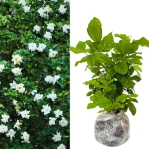 Cape Jasmine Plants Live - 2 Frost Proof Gardenia Plants - 3-6 Inch Tall - Gardenia Plant Pot