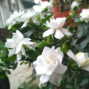 Cape Jasmine Plants Live - 2 Frost Proof Gardenia Plants - 3-6 Inch Tall - Gardenia Plant Pot