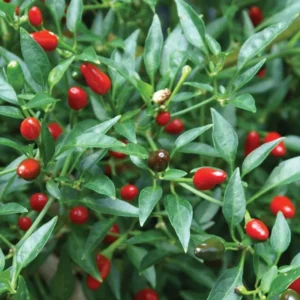 Chiltepin Pepper Plants - Combo 2 Hot Chile Bird Pepper Plants Live