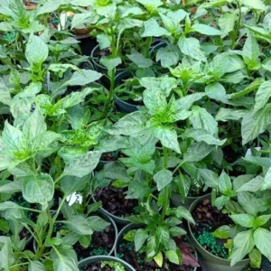 Chiltepin Pepper Plants - Combo 2 Hot Chile Bird Pepper Plants Live